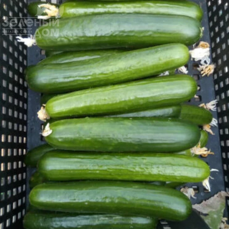 Базис F1 / Bazis F1,45 дней фото 3