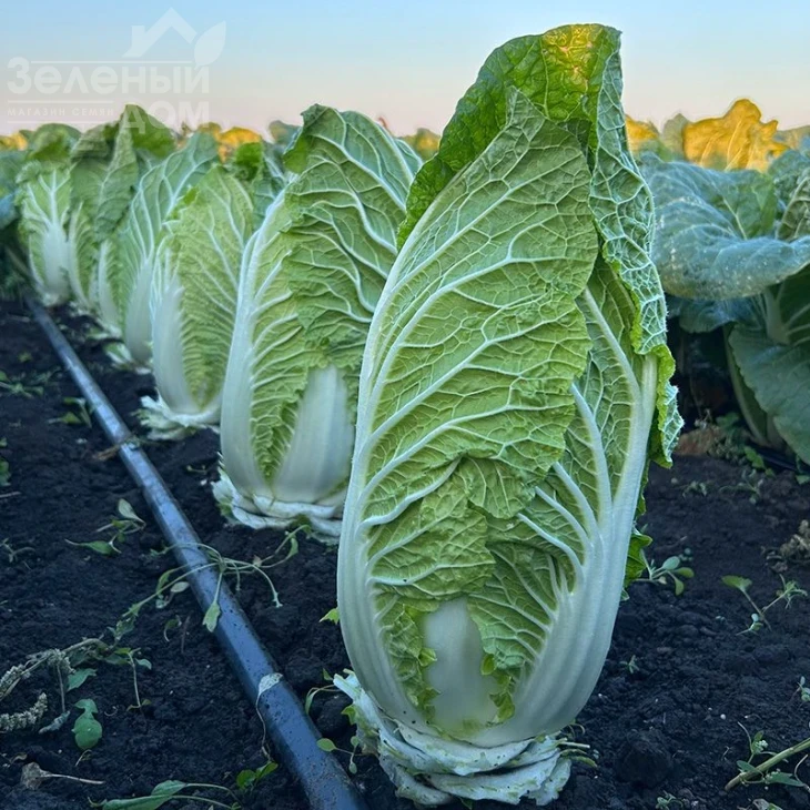 Генки F1 / Genki F1, 50-60 дней фото 4