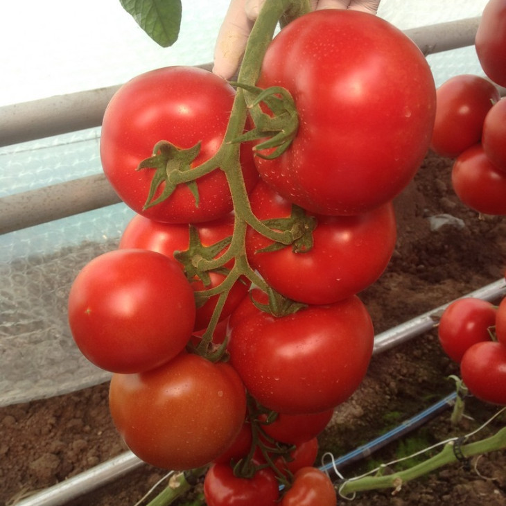 Зульфія F1 / Zulfia F1,105-115 днів фото 1