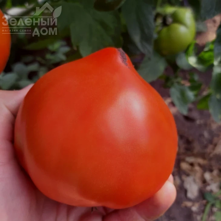 Никса F1 / Niksa F1, 65 -67 дней фото 5