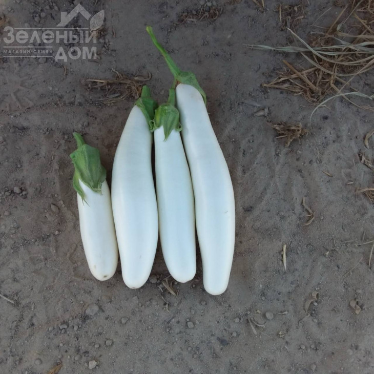 Вайтмен F1 (INX 1644) / Whiteman F1 (INX1644) фото 2