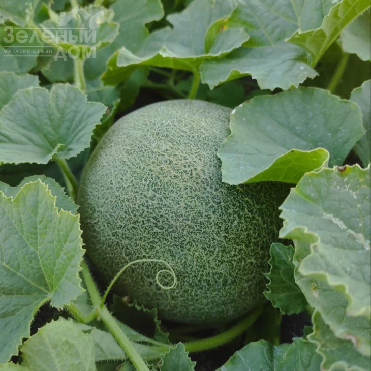 Нора (INX 1234) F1 / Nora (INX 1234) F1,55 дней фото 1