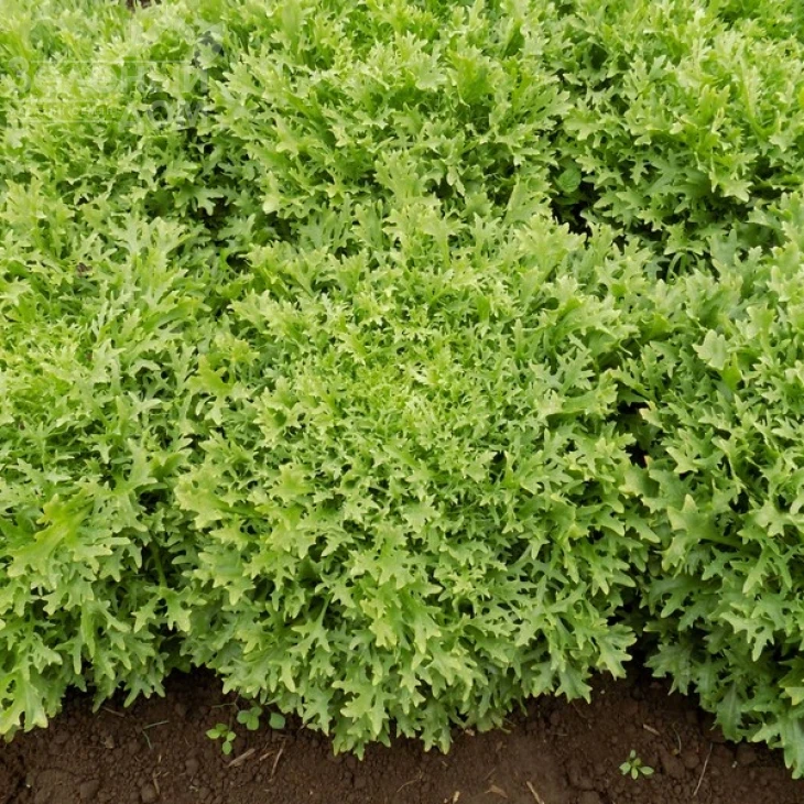 Бенефайн / Benefine,60-70 дней фото 2