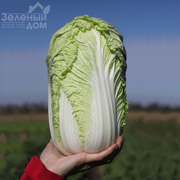 Тенсай F1( КС 374) / Tensay F1( KS 374), 55-60 днів фото 1