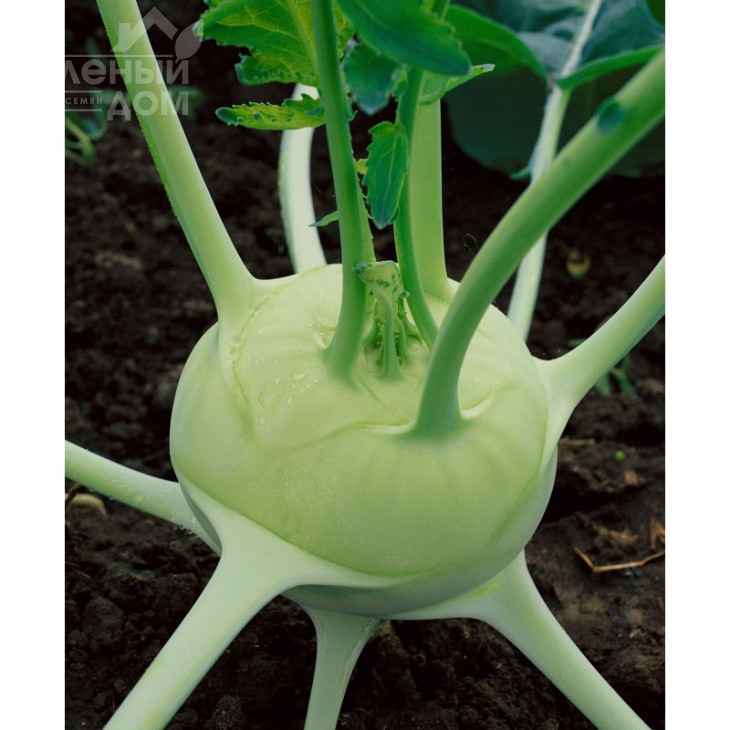 Спарта F1 / Sparta F1,60-70 днів фото 1