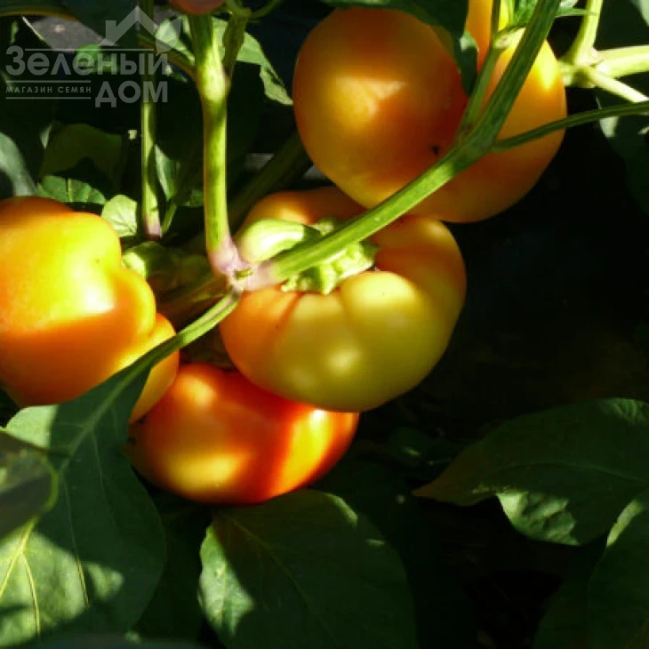 Мела Роса F1 / Mela Rosa F1,60 дней фото 2