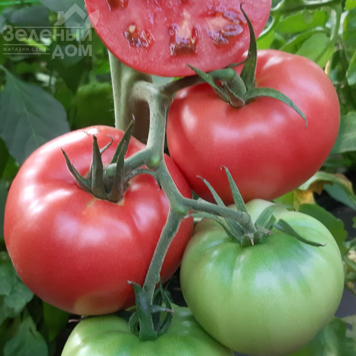 Сім-Сім (ЕЗ 777) F1 / Sim-Sim (EZ 777) F1, 60-65 днів фото 6