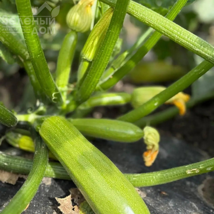 Фенсі F1 / Fensi F1  фото 1