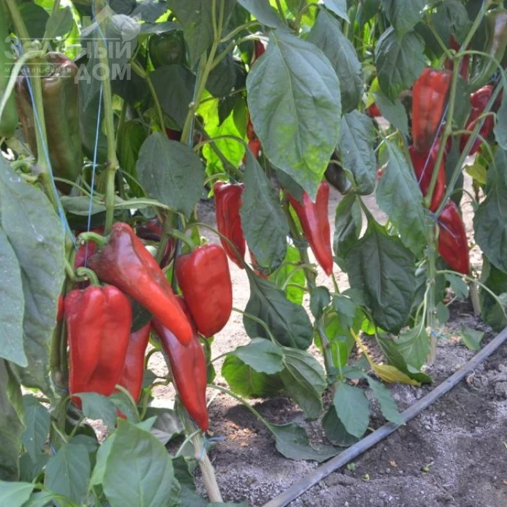 Каптур F1 / Kaptur F1,70-75 дней фото 2