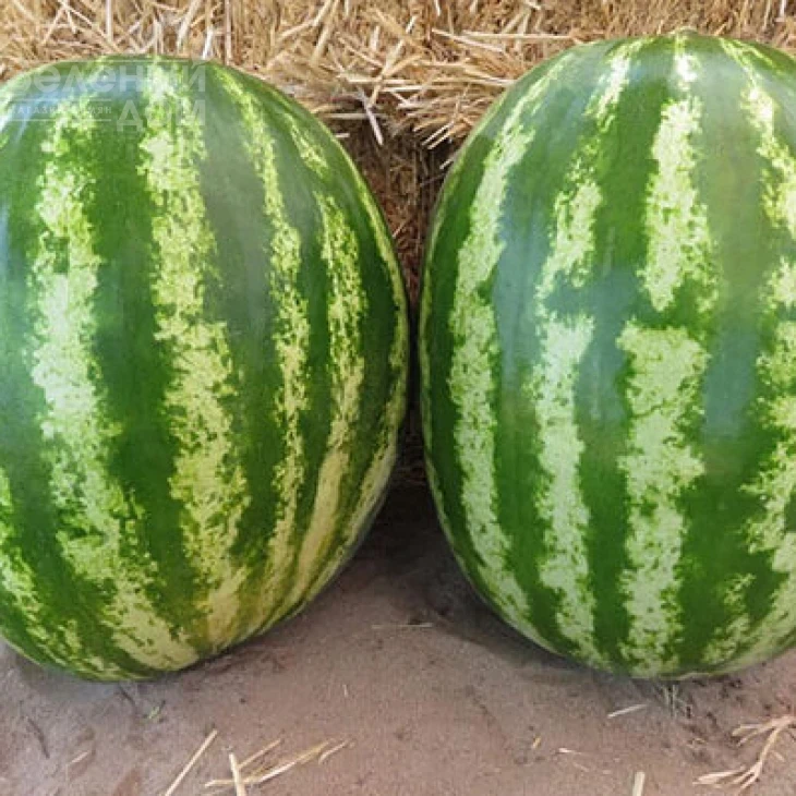 Авалон F1 / Avalon F1,62-65 дней фото 3