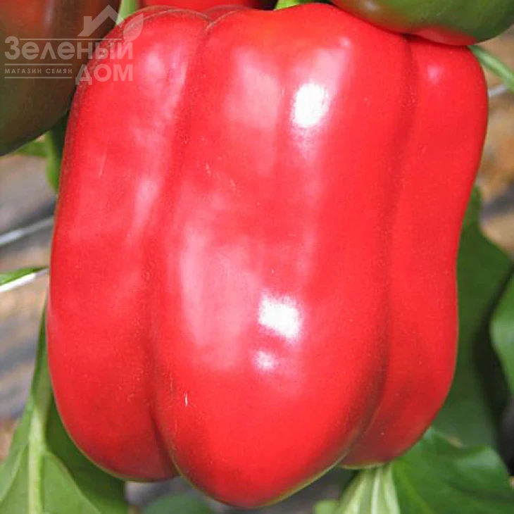 Телестар F1 / Telestar F1 ,60-62 дня фото 2