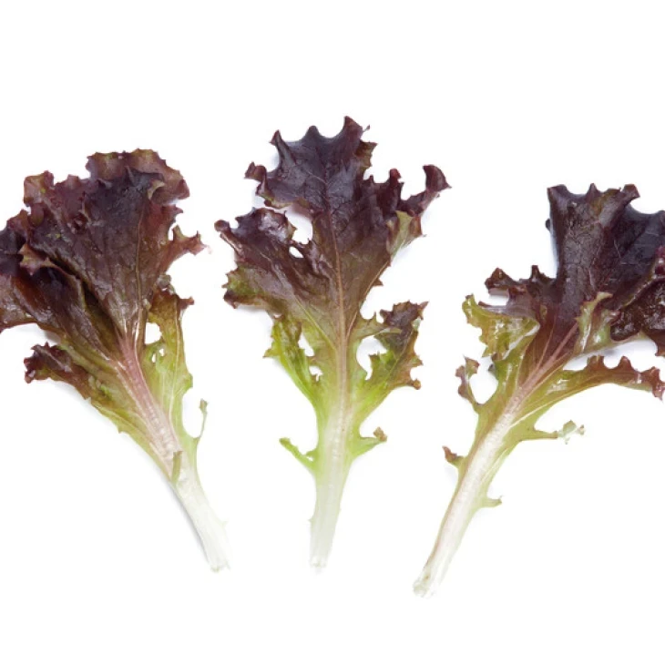 Лижье / Ligier фото 3