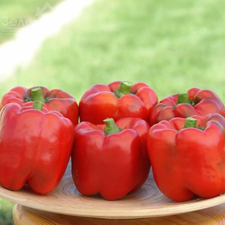 Арістотель F1 / Aristotel F1,70-75 днів фото 5