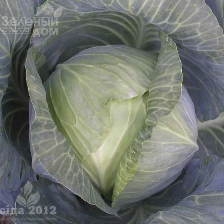 Атрия F1 / Atria F1, 115-120 дней фото 2