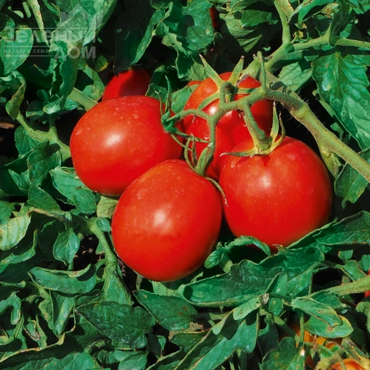 Блэнд F1 / Blend F1, 100-110 дней фото 1