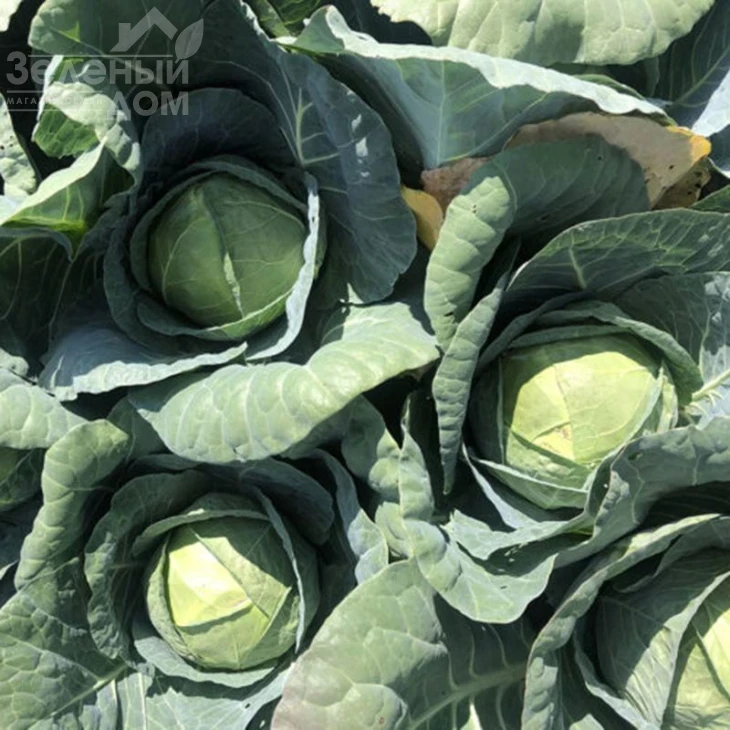 Индиана F1 / Indiana F1,70 дней  фото 3