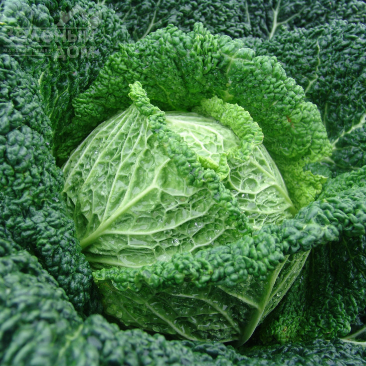 Блістра F1 / Blistra F1,105-110 днів фото 1