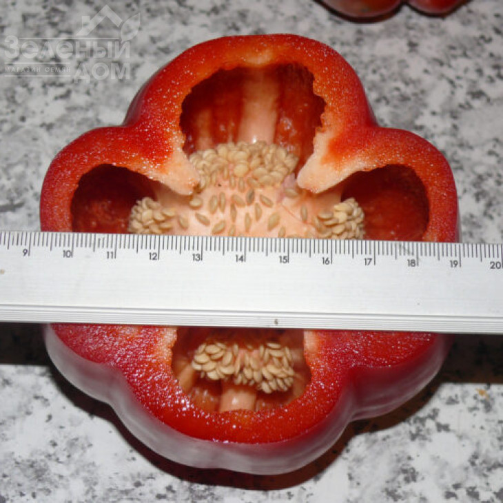 Белл F1 / Bell F1,70 днів фото 2