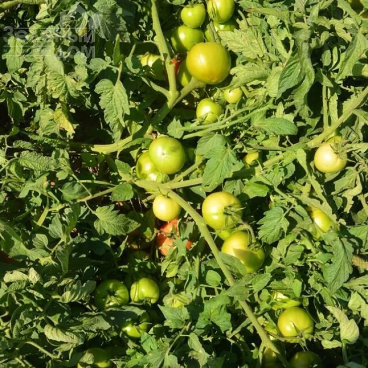 БТ 1019 F1 / BT 1019 F1,65-70 дней фото 1