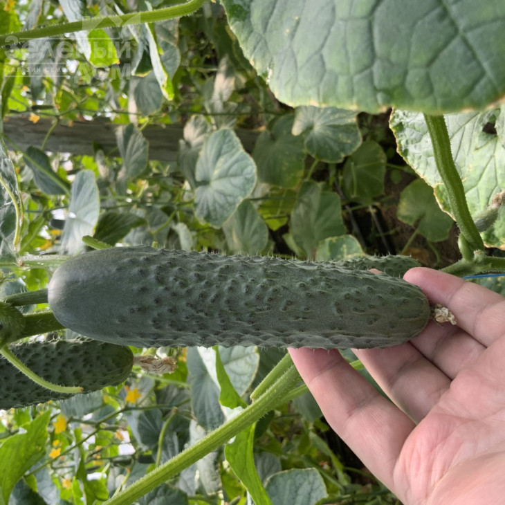 Амеріго F1 / Amerigo F1, 48-50 днів фото 6