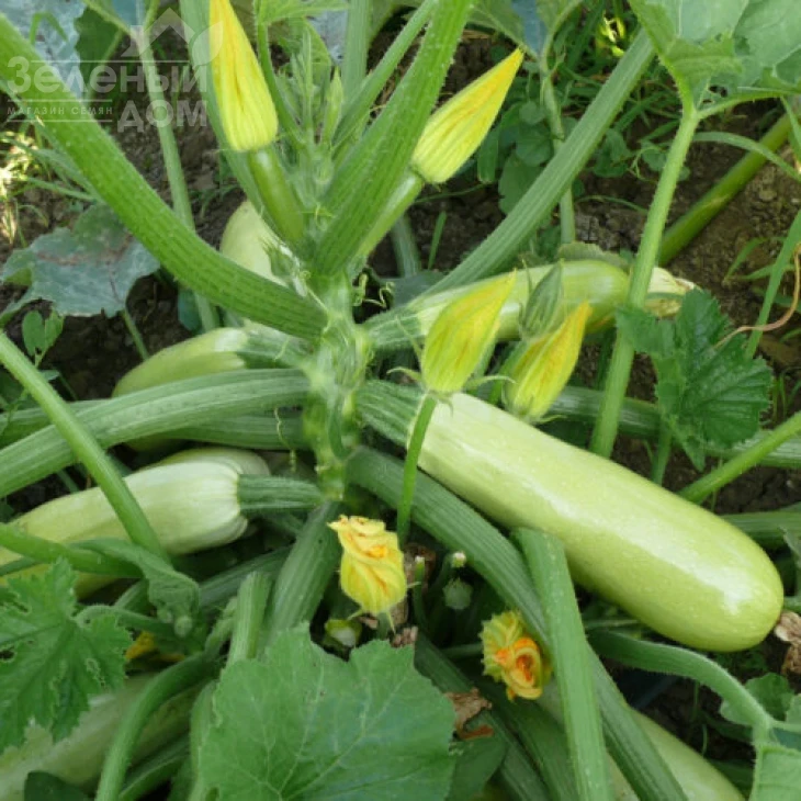 Немо F1 / Nemo F1,45 дня фото 2