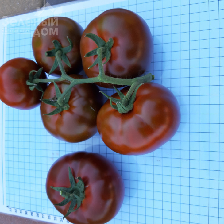 Керук F1 / Keruk F1, 70 днів фото 4