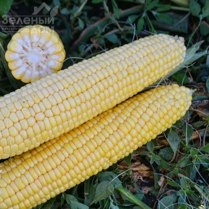 Страйк F1 (1525 F1) / Strayk F1 (1525 F1),72 дня фото 4