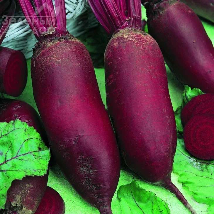 Ренова / Renova,125-130 дней фото 2