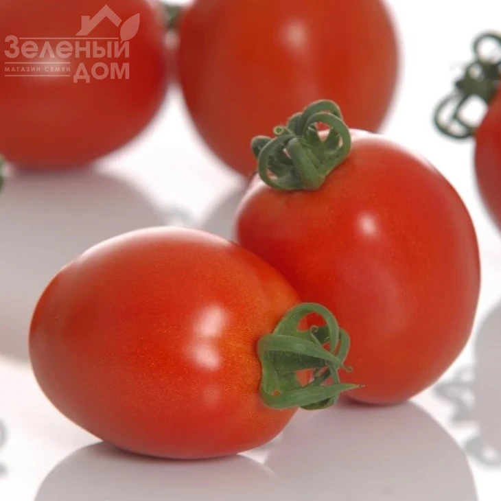 Буэна Виста F1 / Buena Vista F1 фото 3