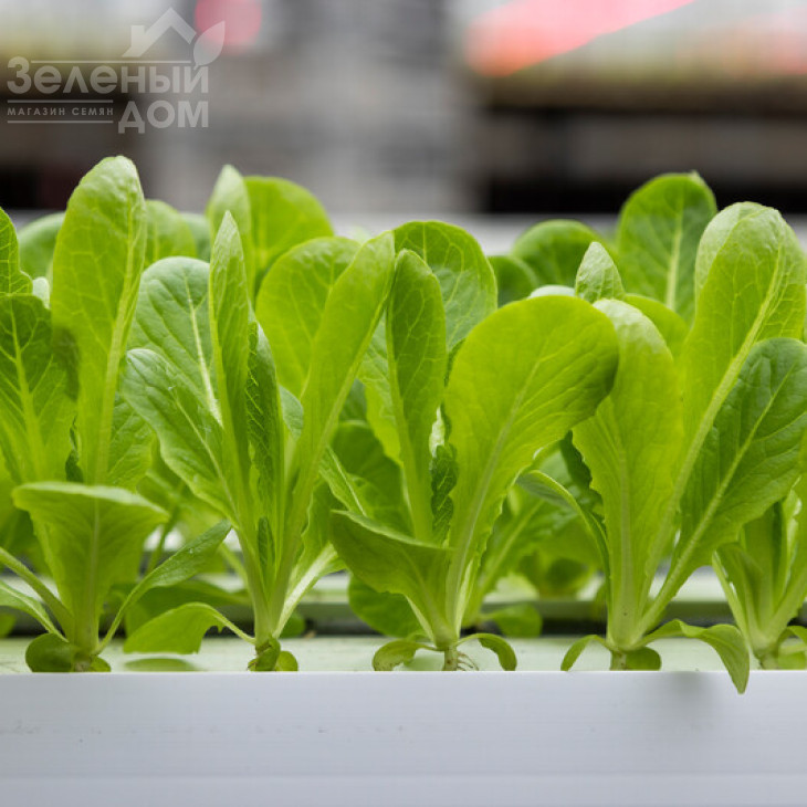 Рабелло / Rabello фото 2