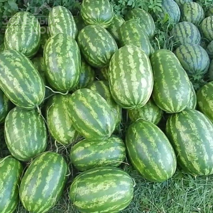 Фарао F1 / Farao F1,62-64 дні фото 2