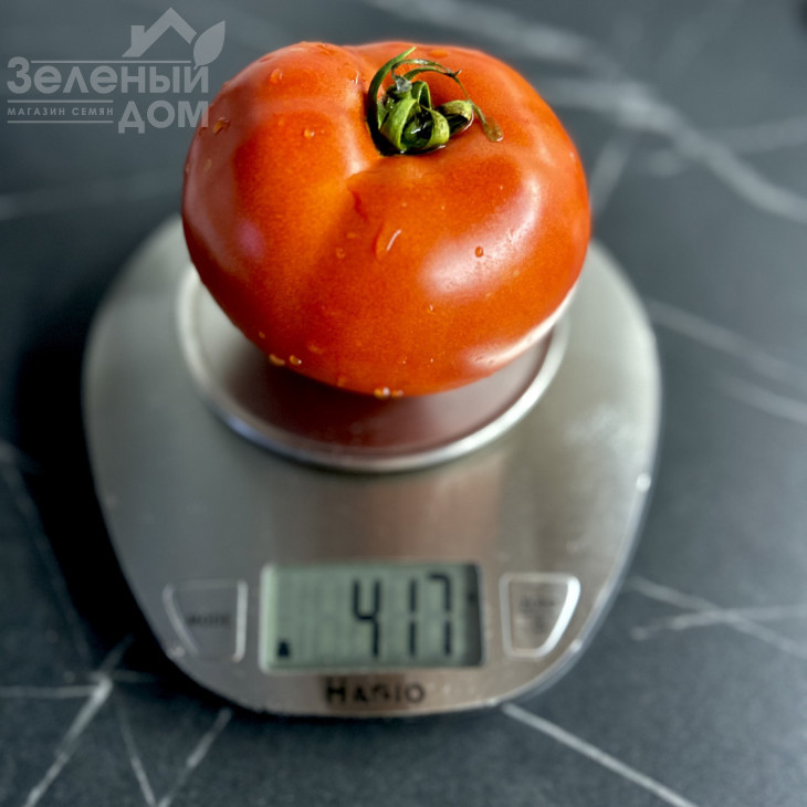 Томатіна F1 / Tomatina F1, 62-67 днів фото 3