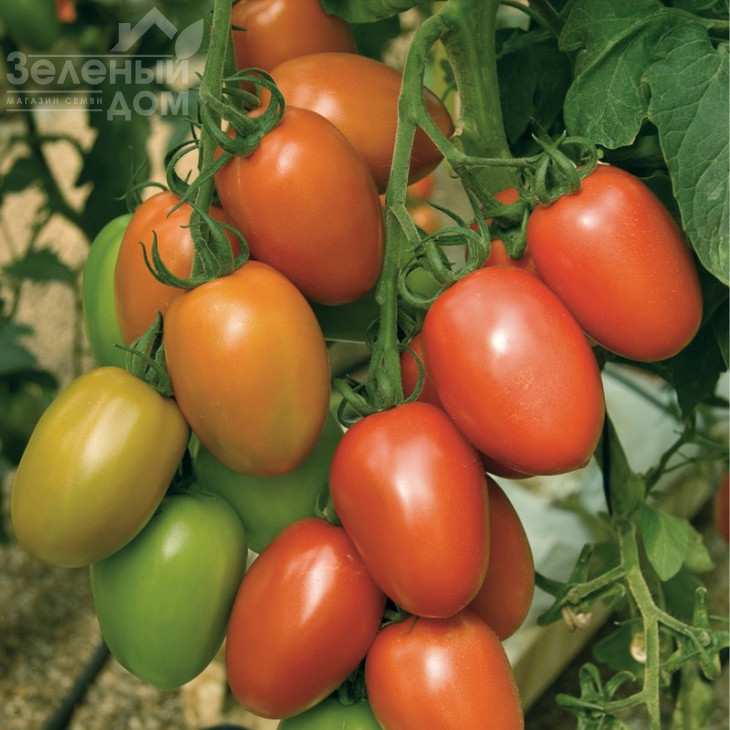 Гранадеро F1 / Granadero F1,100-110 днів фото 1