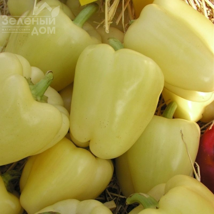 Квадрі F1 / Kvadry F1,60-70 днів фото 1