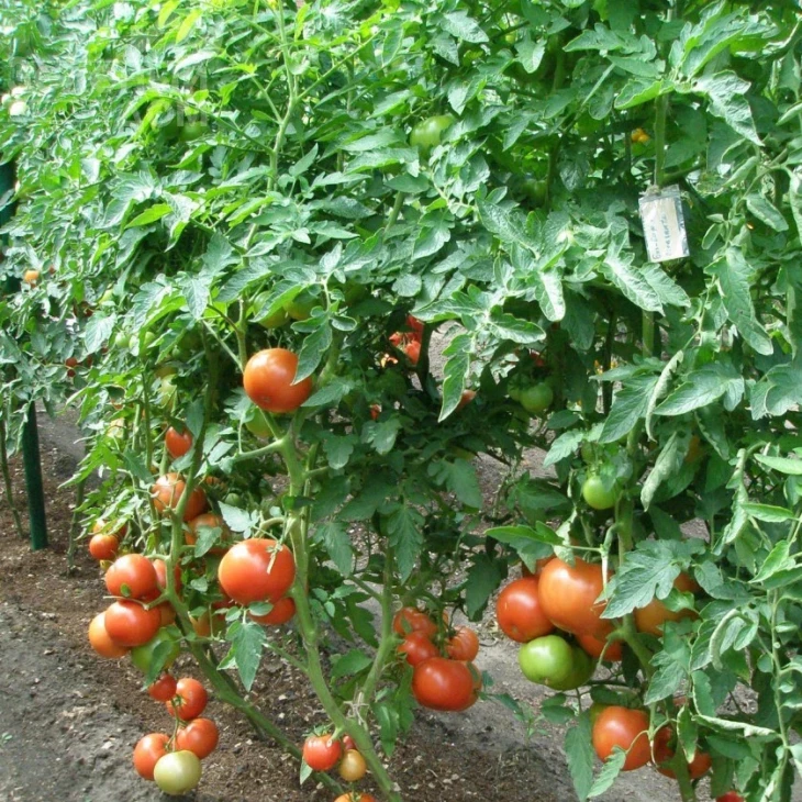 Биг Биф F1 / Big Beef F1,73 дня фото 2