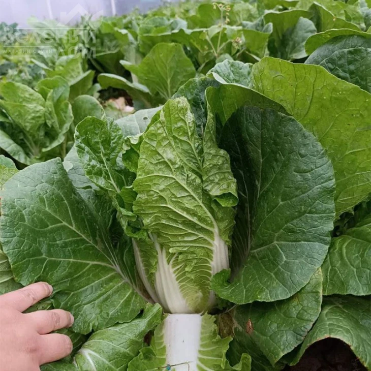 Генки F1 / Genki F1, 50-60 дней фото 6