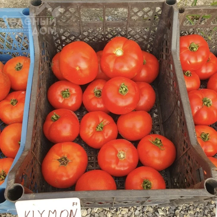 Климон F1 / Klimon F1, 67-72 дней фото 5