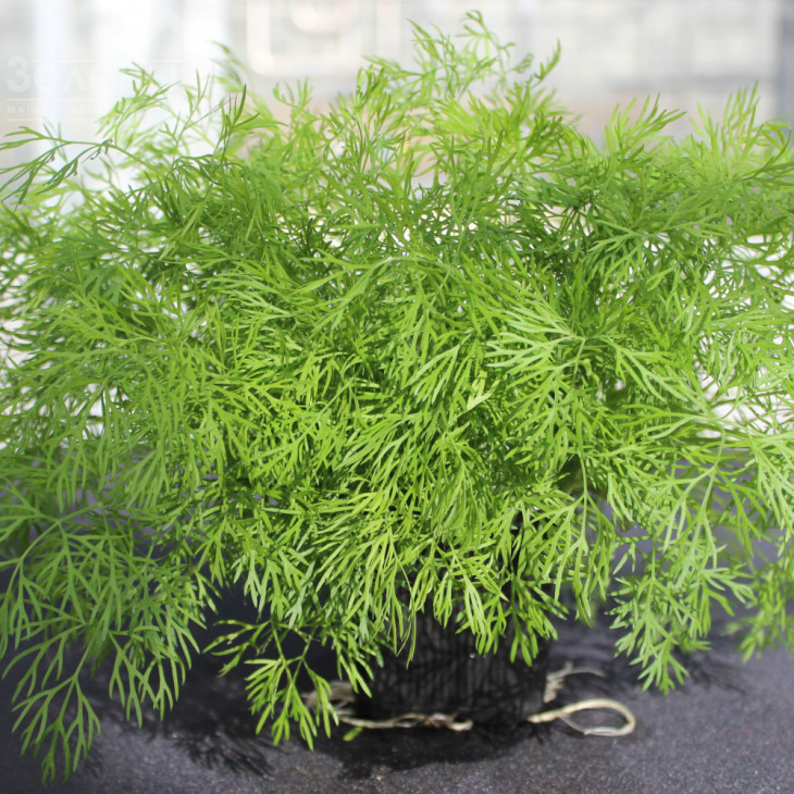 Елла / Ella фото 2