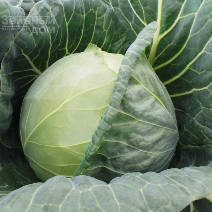 Фарао F1 / Farao F1,65 днів фото 2