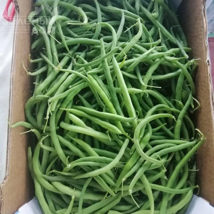 Бурмен / Burman фото 1