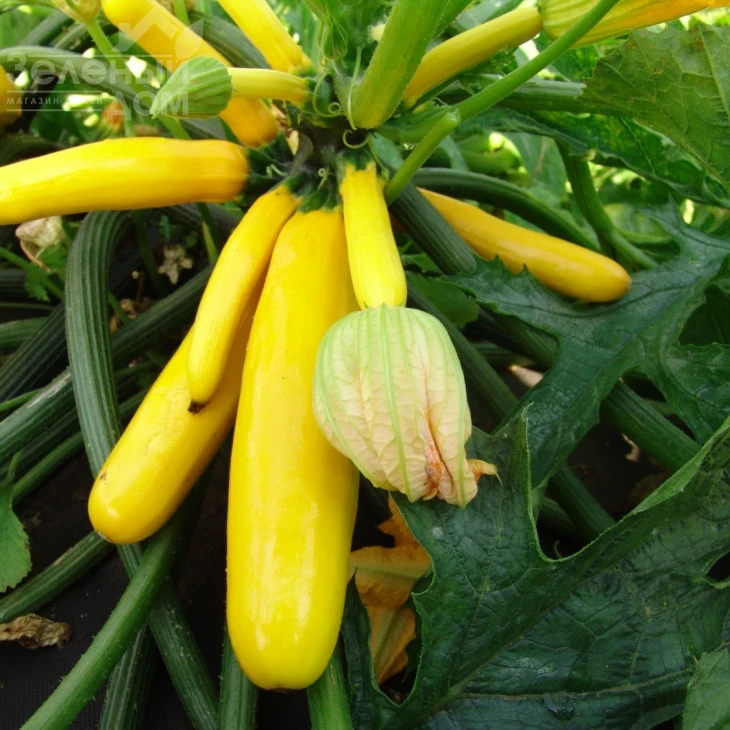 Паладин F1 / Paladin F1,47-53 дня фото 1