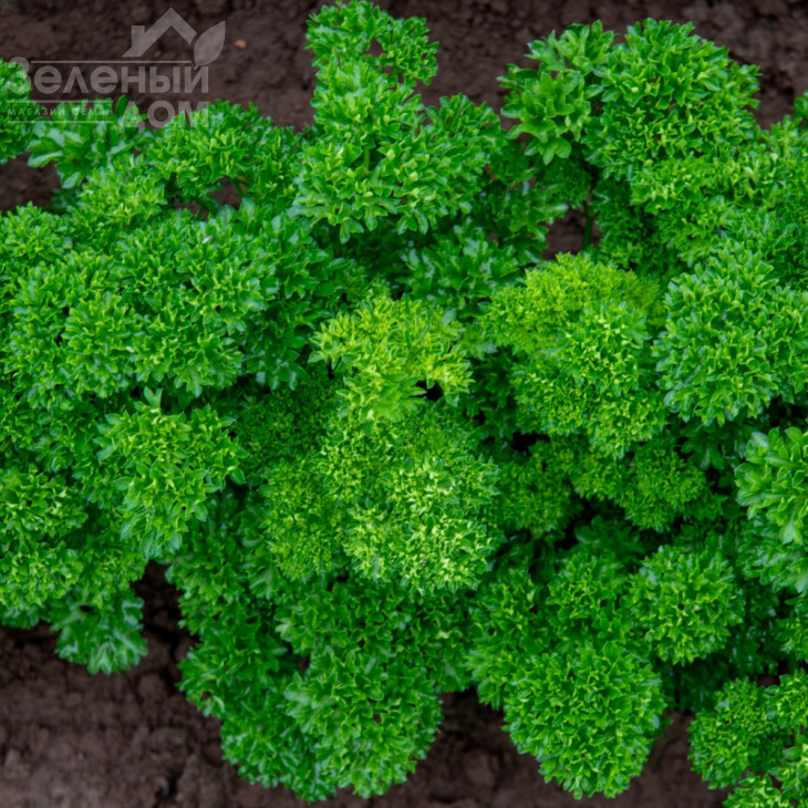 Катінка / Katinka фото 2