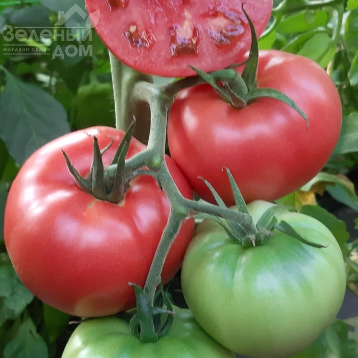 Сим-Сим (ЕЗ 777) F1 / Sim-Sim (EZ 777) F1, 60-65 дней фото 6