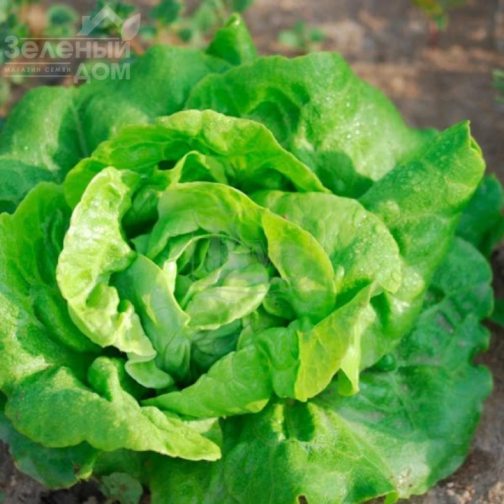 Куала F1 / Kuala F1,75-80 дней фото 2