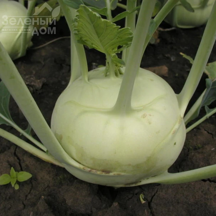 Моравия / Moravia ,50-60 дней фото 1