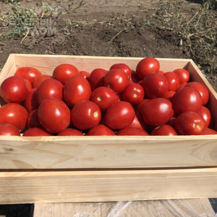 9969 F1 / 9969 F1, 105 днів фото 3