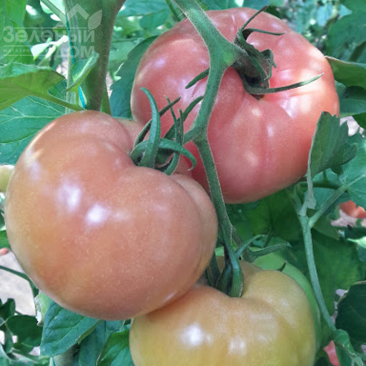 Нефіс F1 / Nefis F1 фото 1