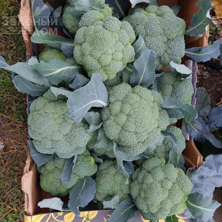 Самоа F1 / Samoa F1, 55-60 дней фото 5