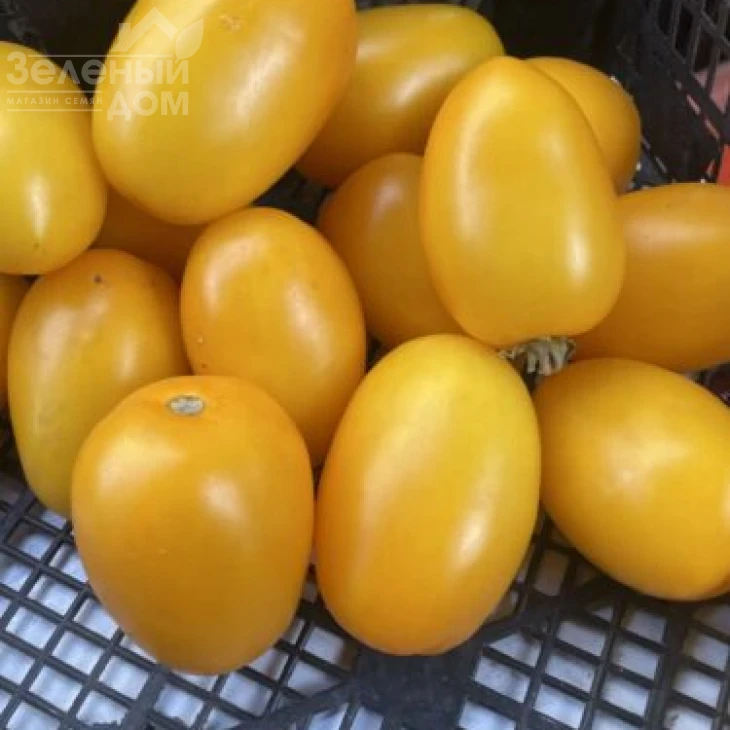 Еллоу Плам F1 / Yellow Plam F1,100 дней фото 3