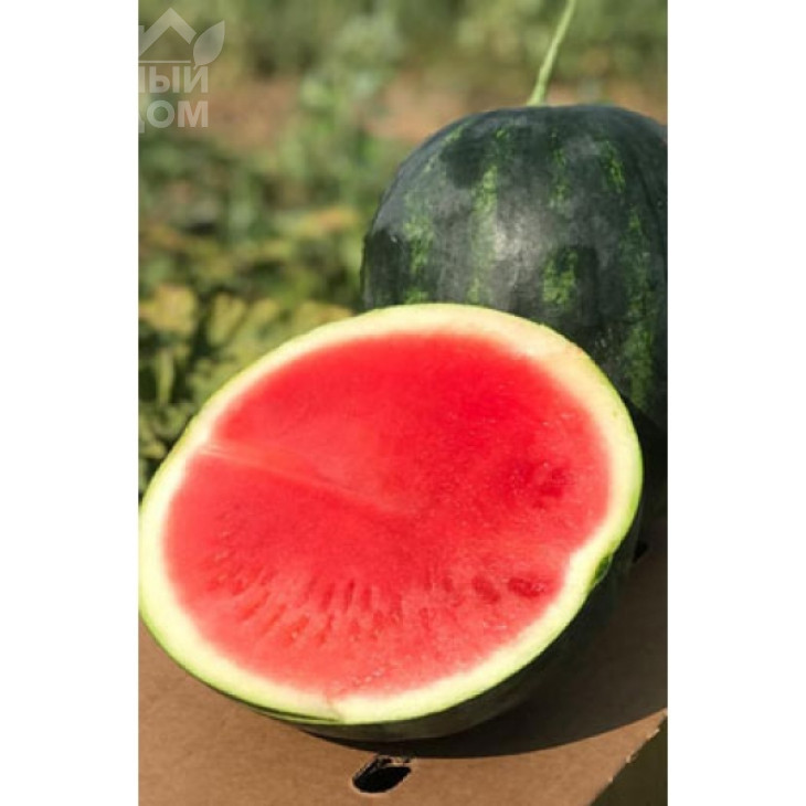 Міракл F1 / Miracle F1,58-60 днів фото 2